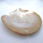 mother-of-pearl-shell-for-caviar_en-edit