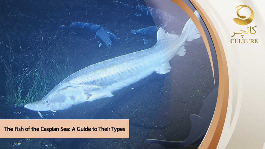 the types of Caspian Sea fish