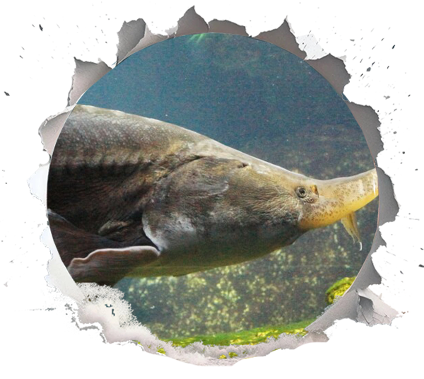 Sturgeon are the kings of the types of Caspian Sea fish. 