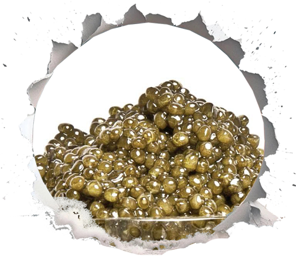Kaluga Caviar