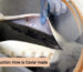 Caviar Production: How is Caviar made?