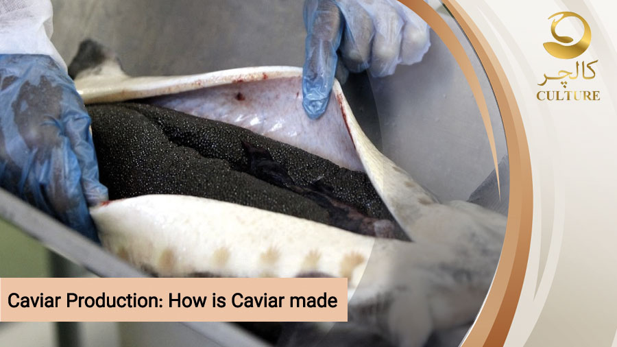 Caviar Production: How is Caviar made?