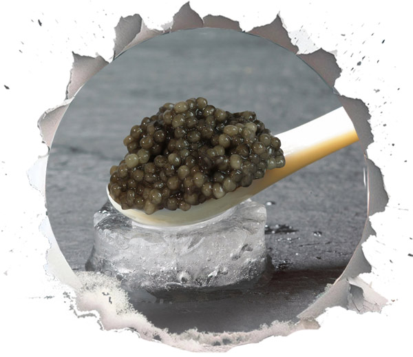 Beluga caviar