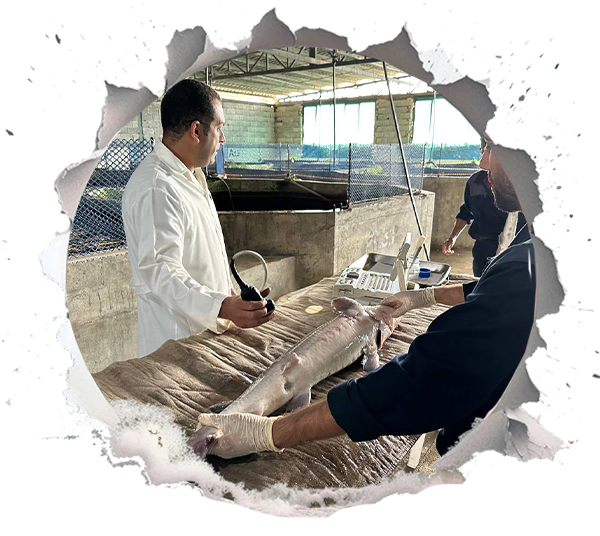 Grading and Quality Control in Caviar Production