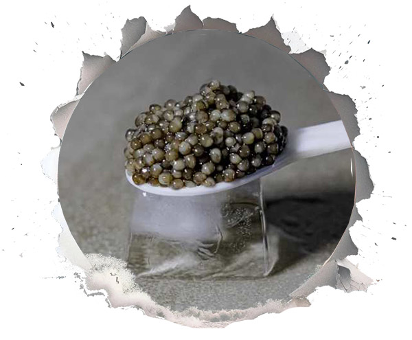 Grey Caviar