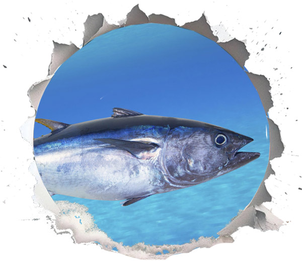 Bluefin Tuna