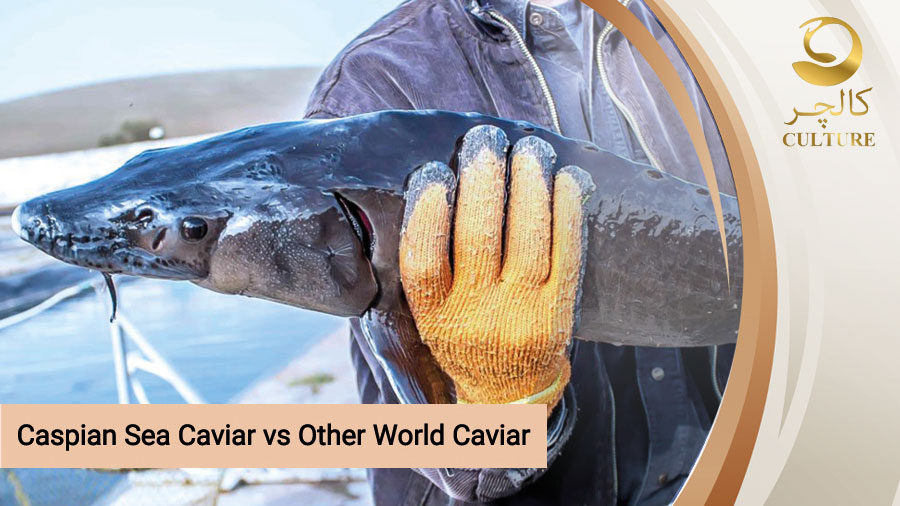 Caspian Sea Caviar vs Other World Caviar - What is the Difference?