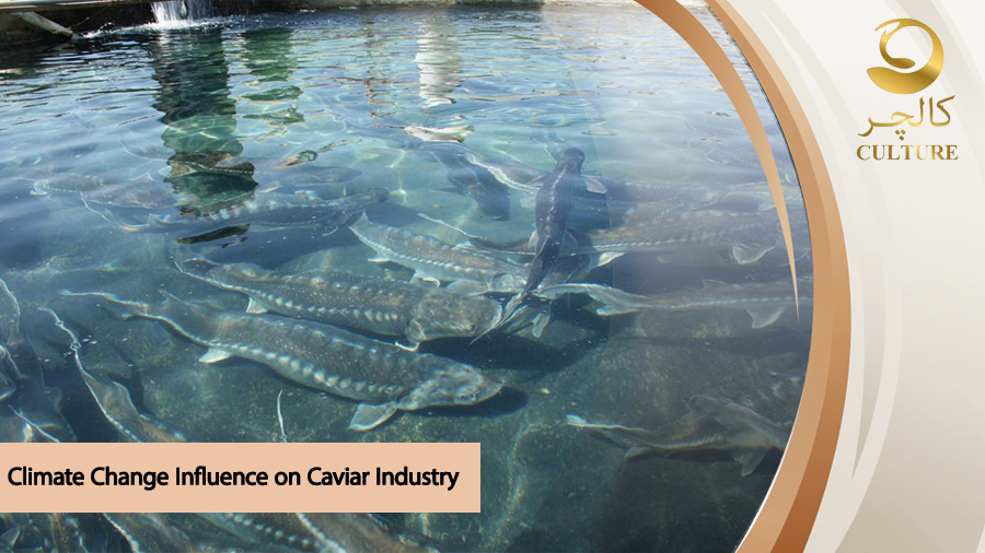 climate change caviar industry