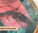 sturgeon farming techniques