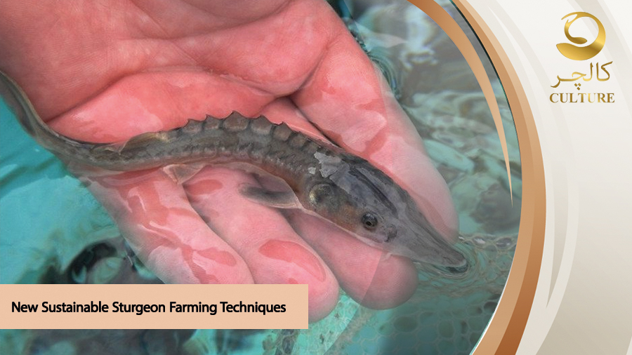 sturgeon farming techniques