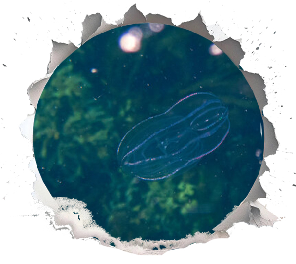 Unveiling the Sea Walnut: A Deceptive Intruder