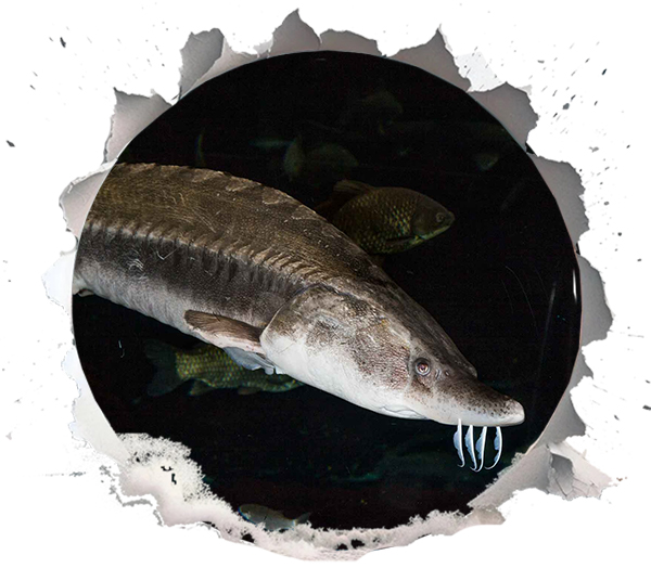 The Caviar Connection