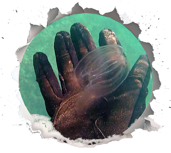 Ripples Through the Ecosystem: The Sea Walnut’s Toll