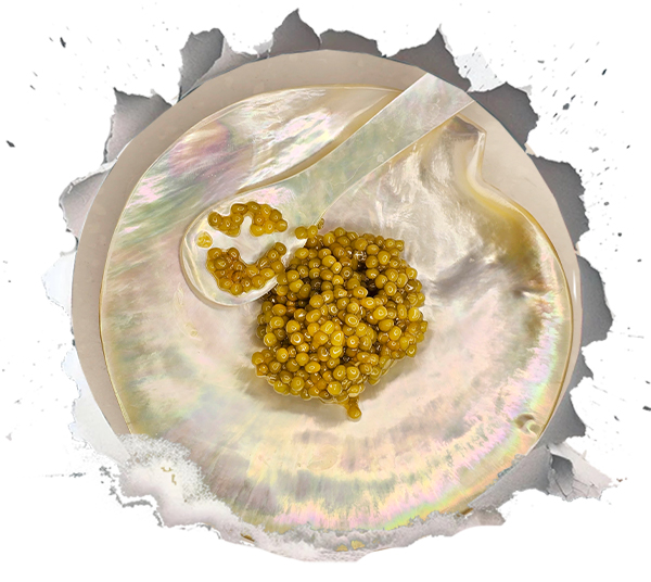 Shah Caviar - second most expensive caviar