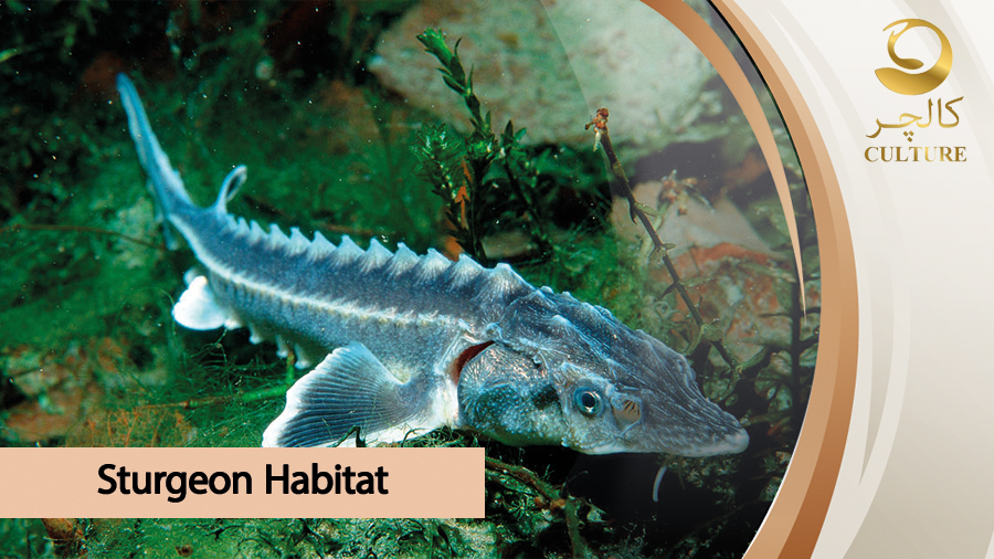Sturgeon habitat