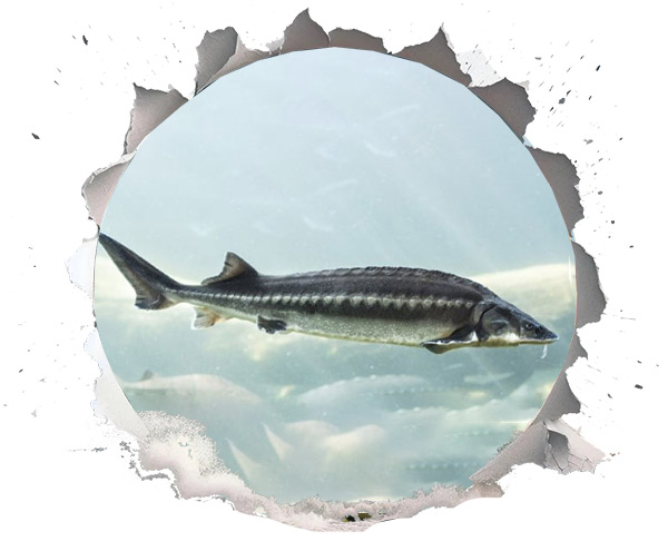 Hope on the Horizon: Conservation and Sustainable Solutions