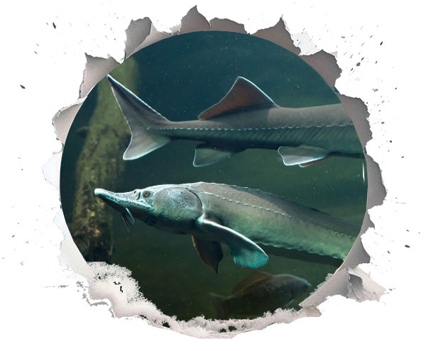 How Sturgeons Navigate Their World
