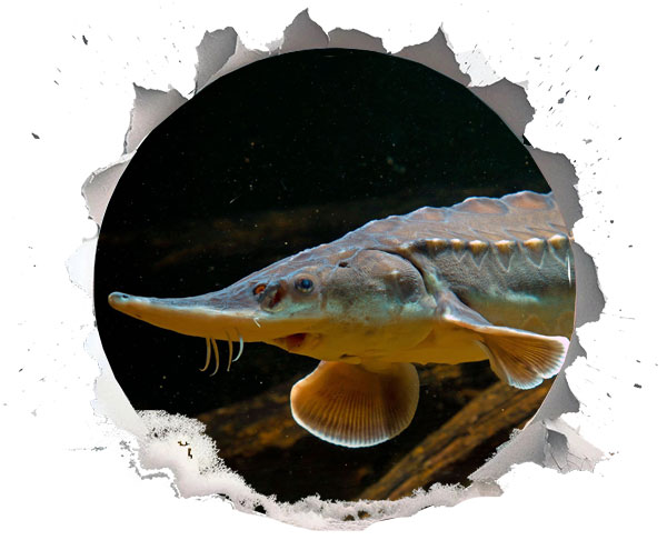 Across the Atlantic: North American Sturgeon Strongholds
