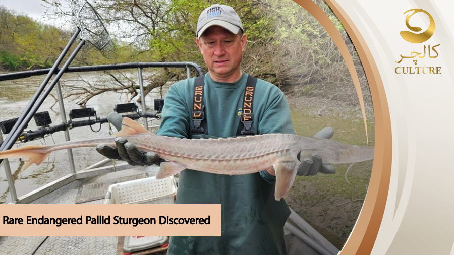 Rare Endangered Pallid Sturgeon Discovered in Iowa's Des Moines River
