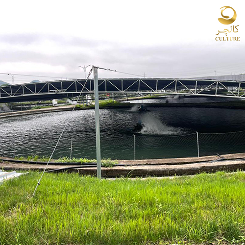 caviar farm