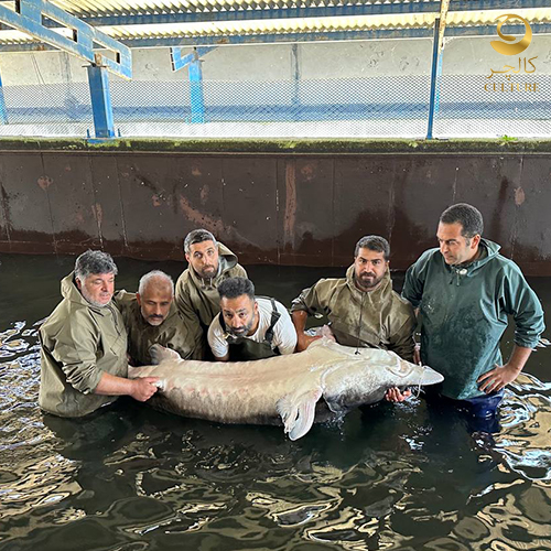culture caviar farm