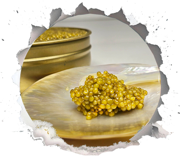 Shah Caviar