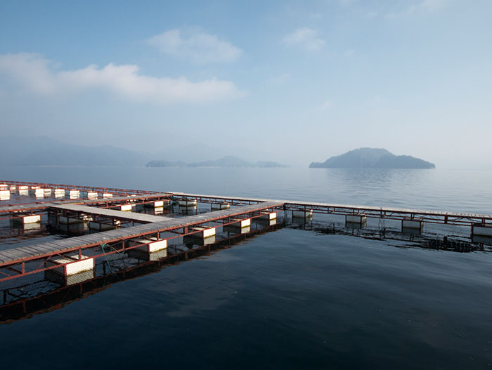 Kaluga Queen Caviar farm