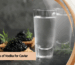 best vodka for caviar