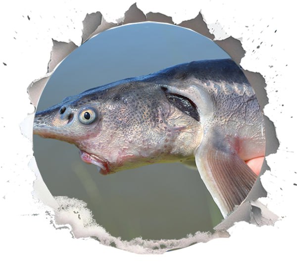 Supporting Fish Conservation Through Innovation