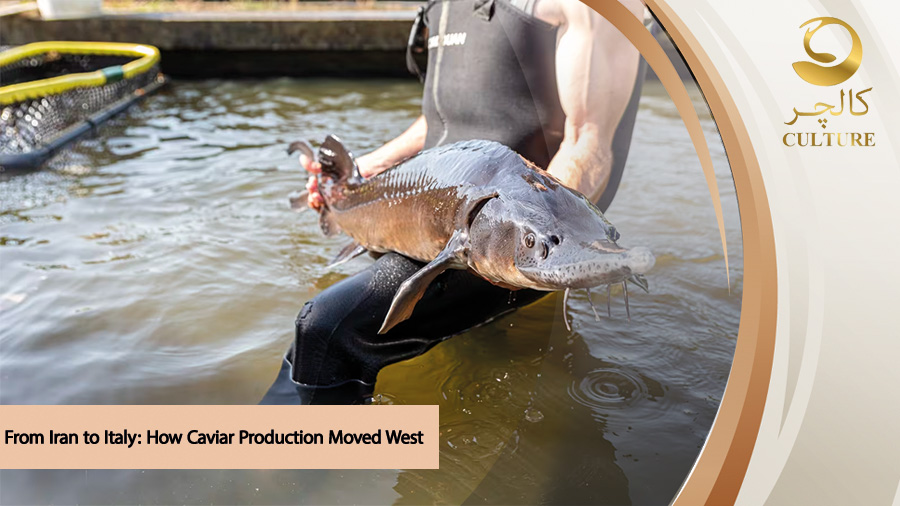 Caviar Production in West