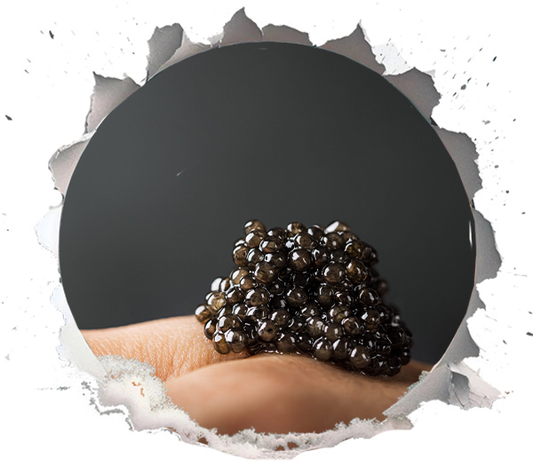 Shelf Life vs Flavour: The Trade-Off