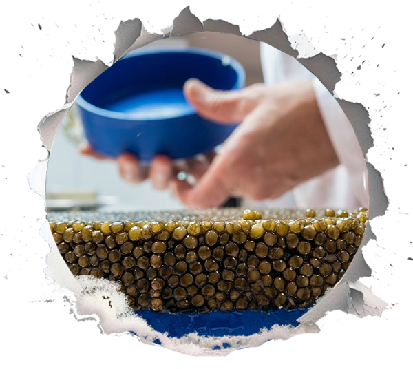 The Role of Culture Caviar in Modern Luxury Positioning