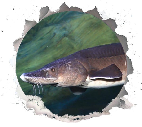 Why Hybrid Sturgeon Changed Modern Caviar Farming