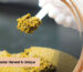 Caviar Harvest