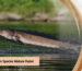 sturgeon maturity