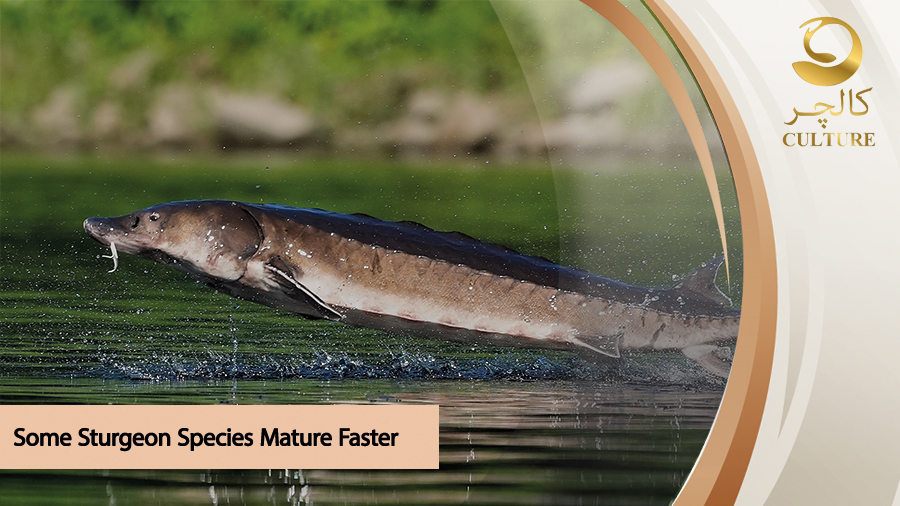 sturgeon maturity